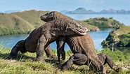 Komodo dragons not only inhabited ancient Australia, but also mated with our sand monitors