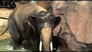 Zoo View Elephant Yards-Cincinnati Zoo