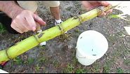 How to Grow Sugar Cane in Your Yard: Getting it Started.