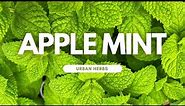 Unleash the Flavor of Apple Mint: A Step-by-Step Growing Guide