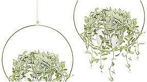 Mkono Boho Hanging Planter, Set of 2 Round Metal Plant Hanger with Plastic Plant Pot, Modern Wall and Ceiling Planter Mid Century Flower Pot Holder, Fits 6 Inch Planter (Pots Included), Gold