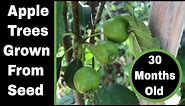 How to Grow Apple Trees From Seed, Now 30 Months Old!