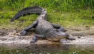Why Lake Jesup Is One of Florida's Most Alligator Infested Lakes