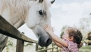 Free Printable Horse Activities & Worksheets for All Ages | LoveToKnow Pets