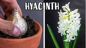 Growing Hyacinth Flower From Bulb Time Lapse (121 Days)