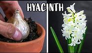 Growing Hyacinth Flower From Bulb Time Lapse (121 Days)