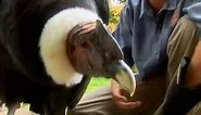 Revisit the worlds biggest flying bird, the Andean Condor