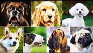 How Many Dog Breeds Are There in the World?