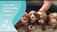 Mini Australian Labradoodle Puppies: CPL Chispa (Charlotte) x CPL Voodoo (Maxwell)
