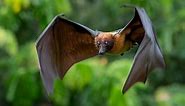 Human-Size Bat: Are These Viral Giant Bats Real?