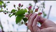 Honeybees Pollinate Apple Trees | Wenatchee, WA | Washington Grown
