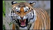 North Bengal Tiger - the 2nd Largest and Strongest Tiger in the world.