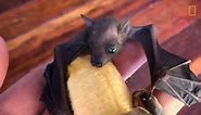 Saving a Baby Fruit Bat