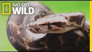 Pythons 101 | Nat Geo Wild