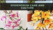 Epidendrum Orchids : Care & Culture