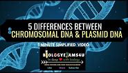 5 Differences between Chromosomal DNA and Plasmid DNA