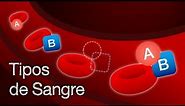 Tipos de Sangre | ¿Qué son y cómo funcionan?