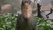 ShoeBill Stork (meme) In Rain