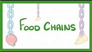 GCSE Biology - Food Chains & Predator Prey Cycles #85