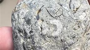 Lake Michigan FOSSIL SOUP Cut n’ Reveal 🦴🪨❤️ #fossil #fossils #deathplate #rocks #cutting #rockhound #LakeMichigan | OPE Rocks