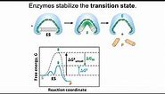 Enzymes stabilize transition states