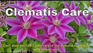 Clematis Care and How to get MORE BLOOMS - How to Deadhead a Clematis -Different Variety of Clematis
