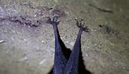 Science Trek:Bats: Their World Upside Down