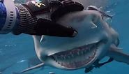 VIDEO: Famous smiling shark 'Snooty' greets diver off coast of Florida