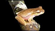 Frog Calls (Queensland)