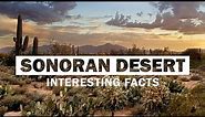17 Interesting Facts About Sonoran Desert | Hottest Desert in North America