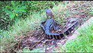 Juvenile Alligator with Striped Tail at Pinckney Island