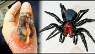 THE MOST DANGEROUS SPIDERS In The World