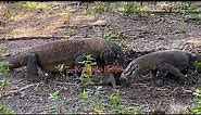 Komodo dragons catches and eats monkeys alive