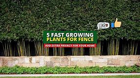 Extra Privacy Ideas: 5 Fast Growing Plants for Fence 👍👌
