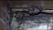 How to Identify Bat Droppings