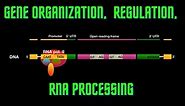 USMLE Step 1 - Lesson 12 - Eukaryote gene organization, regulation and RNA processing