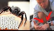 BLACK HOUSE SPIDER - Wildlife Wednesday #1 | Pete Ockleshaw