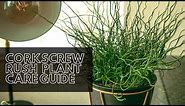 Corkscrew Rush Indoor / Outdoor Plant Care Guide (For Beginners)