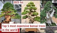 Top 5 most expensive bonsai trees in the world!