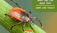 Bugs That Look Like Ticks | Identification and Control Guide - Pest Samurai