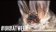 Bat Week: Grey Long-Eared Bats with Alex Collins
