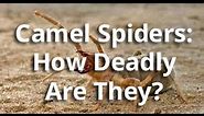 GIANT CAMEL SPIDERS: The Truth About These MASSIVE Spiders!