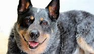 What is the best Blue Heeler mix dog? - K9 Web