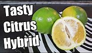 COCKTAIL GRAPEFRUIT : Reviewing a Strange Citrus Hybrid (Mandelo) - Weird Fruit Explorer