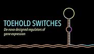 Mechanism of the Toehold Switch