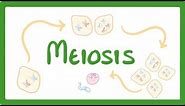 GCSE Biology - Meiosis #70