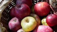 Earliest of the Early Summer Apples, 5 Varieties in July — SkillCult