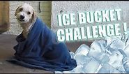 ICE BUCKET CHALLENGE - Fernanfloo con Curly
