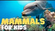 Mammals for Kids | Learn all about the unique characteristics of mammals and what mammals are!