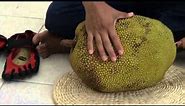 How To Open & Select a Ripe Jackfruit With NO LATEX